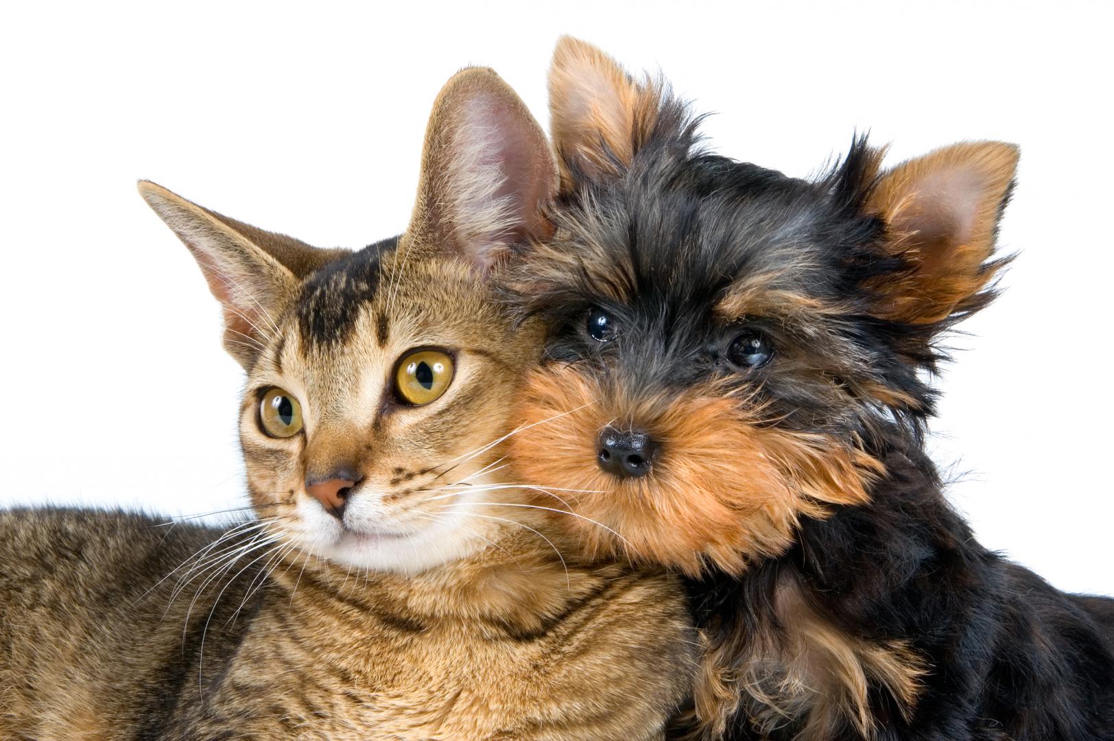 Healthy Pet Food Supplier Victoria