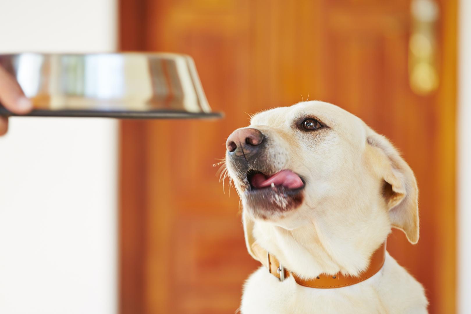 Fresh & Healthy Dog Food Supplier Victoria