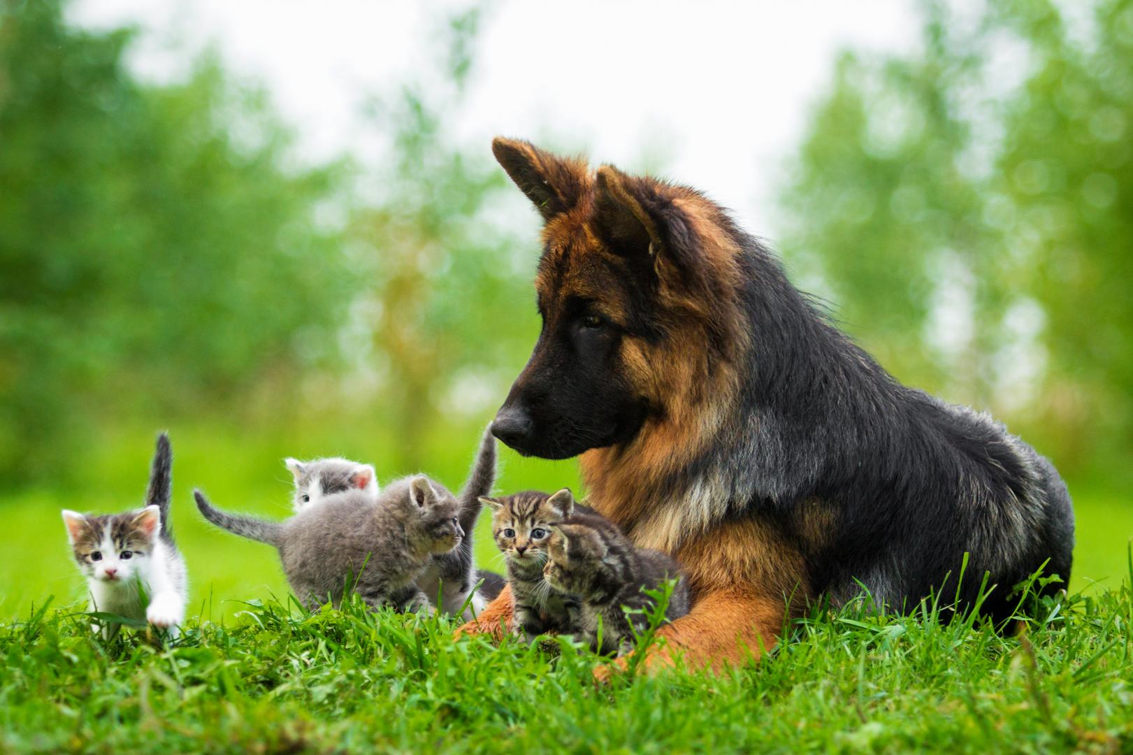 Healthy Cooked Pet Food Victoria