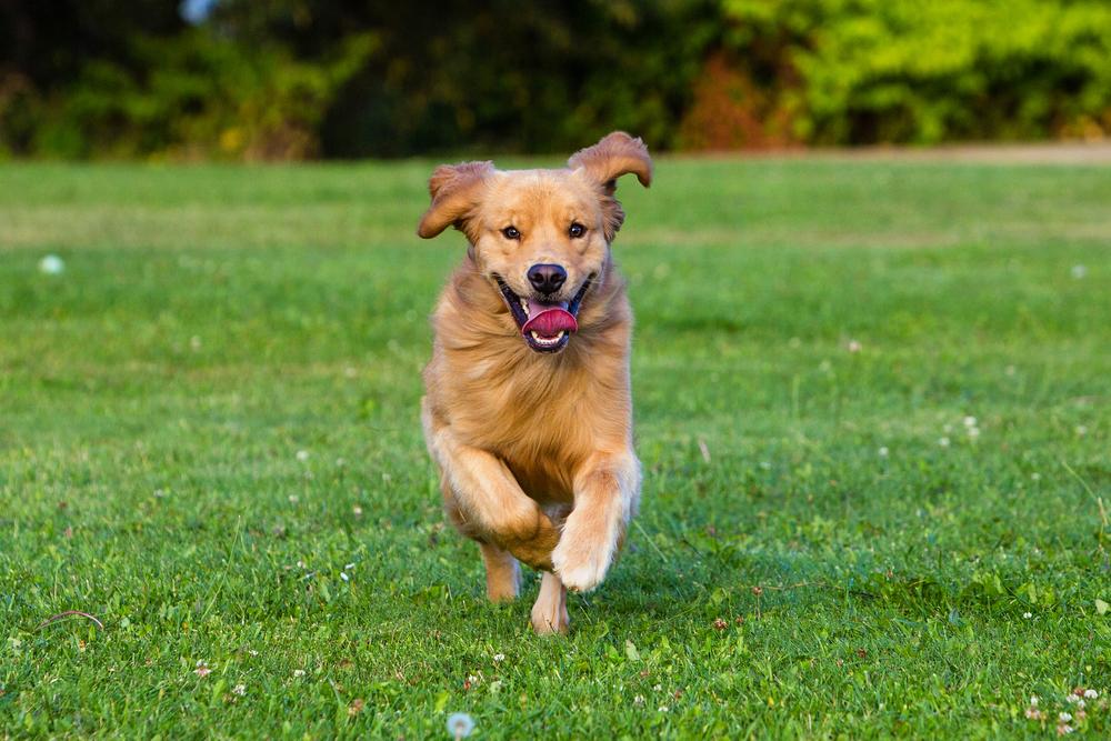 Wholesale Fresh Raw Meat for Pets Victoria