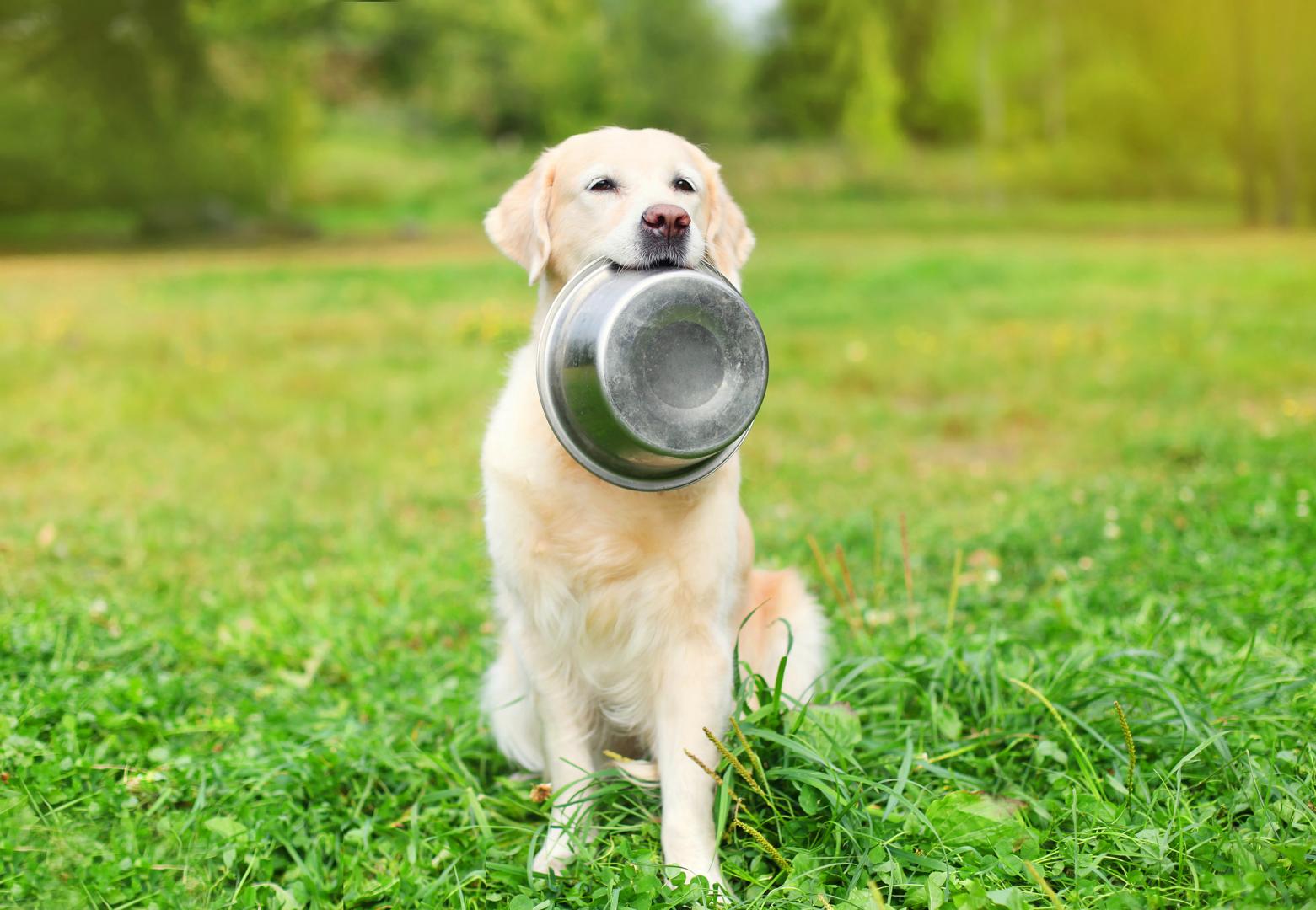 Fresh & Healthy Dog Food Supplier Victoria